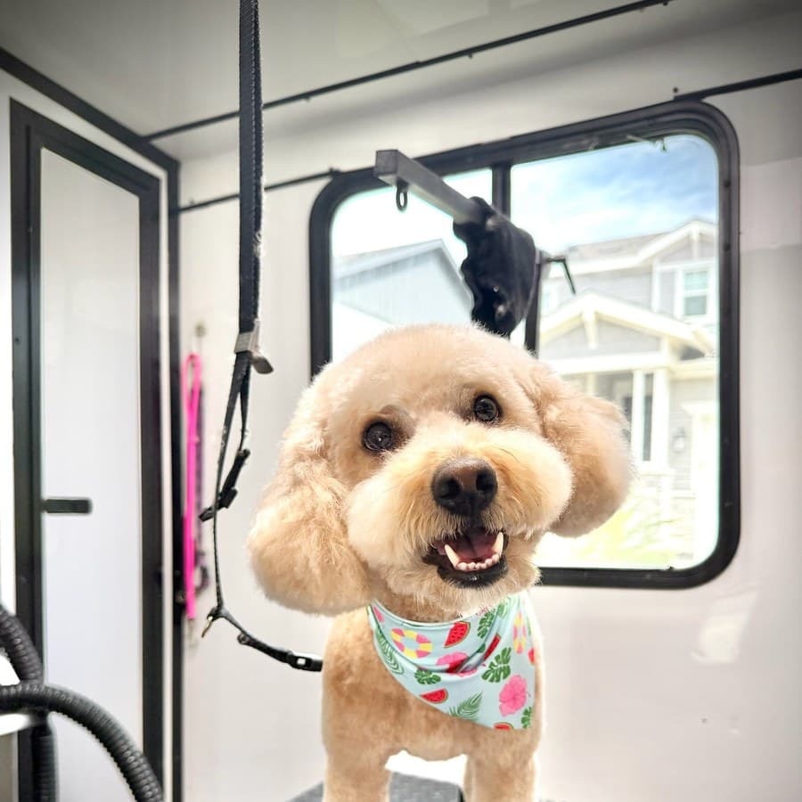 The same goldendoodle after grooming, coat neatly trimmed and wearing a bandana