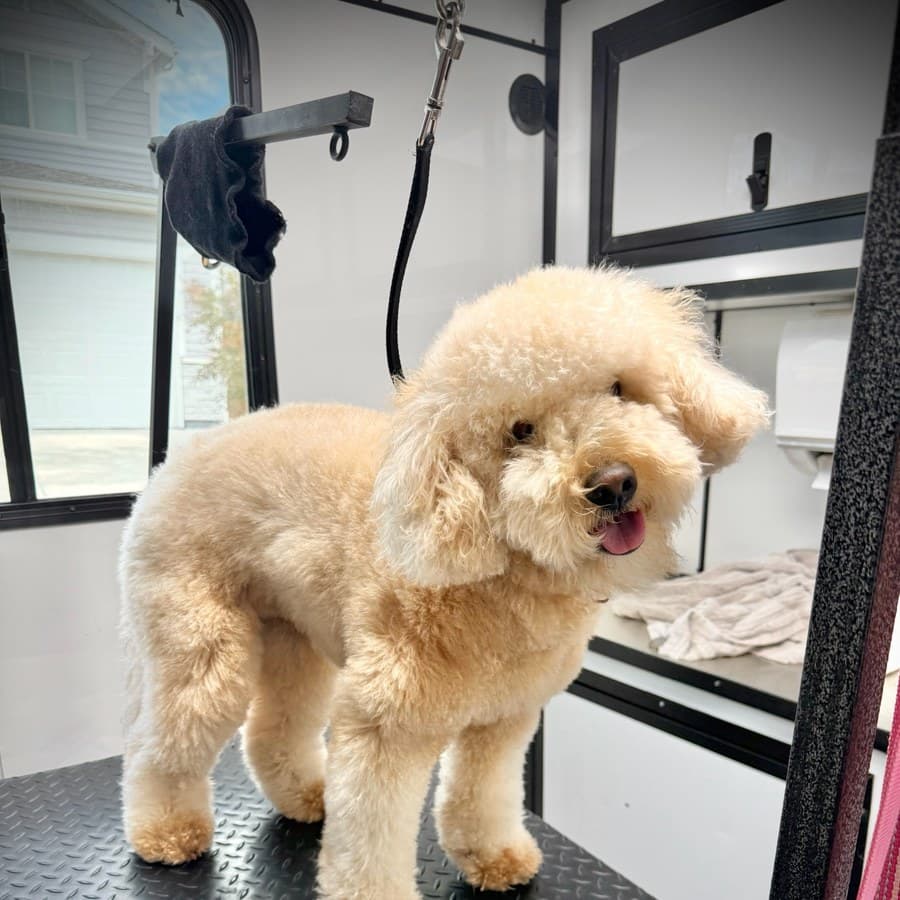 A small goldendoodle before grooming, coat shaggy and untrimmed