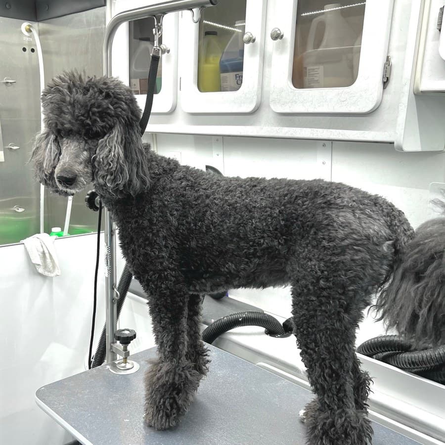 A gray standard poodle before grooming, coat damp and untrimmed