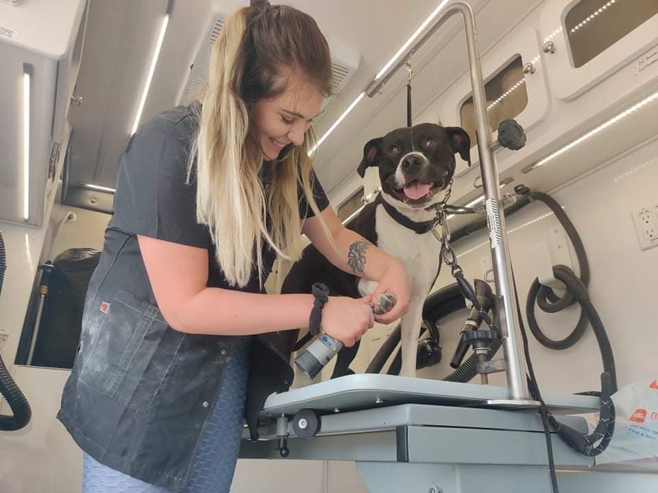 Emily, owner and groomer at Em’s Pup Cuts, grooming a happy black and white dog inside her mobile trailer